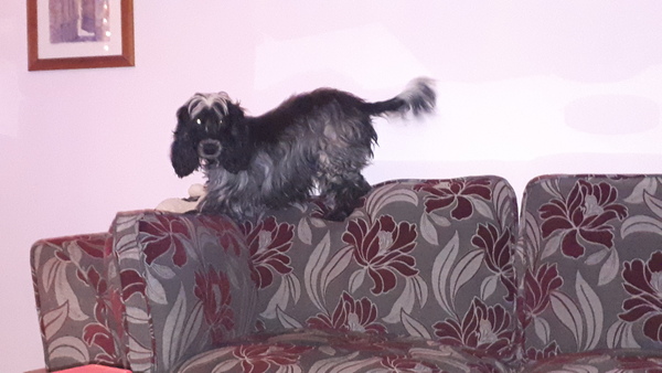 Dogs on the Sofa