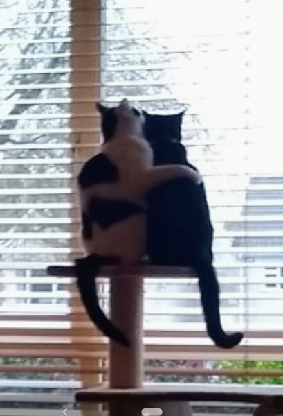 Gratuitous cat pictures please