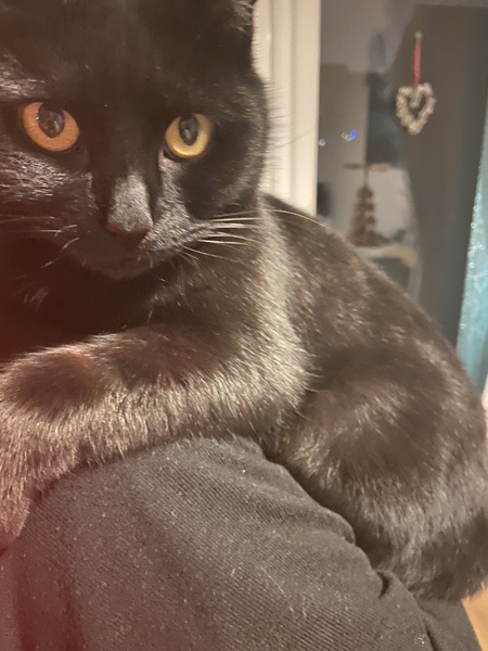 Gratuitous cat pictures please