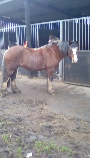 What are everyone's favourite (and least favourite) crossbreeds?