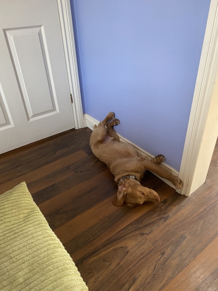 Dogs needing less exercise
