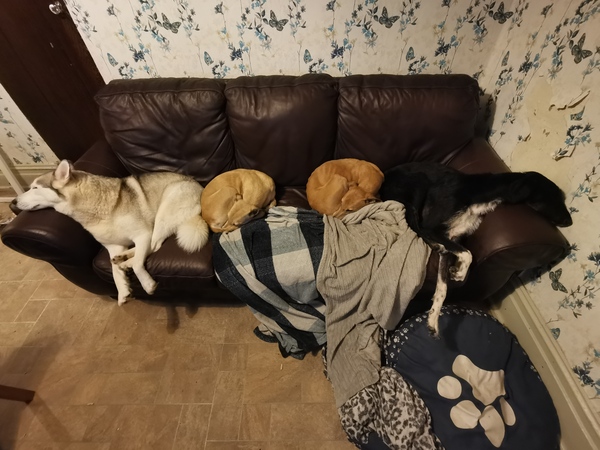 Dogs on the Sofa