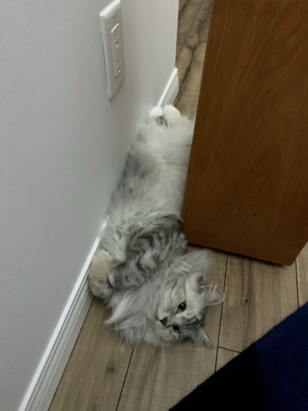 Gratuitous cat pictures please