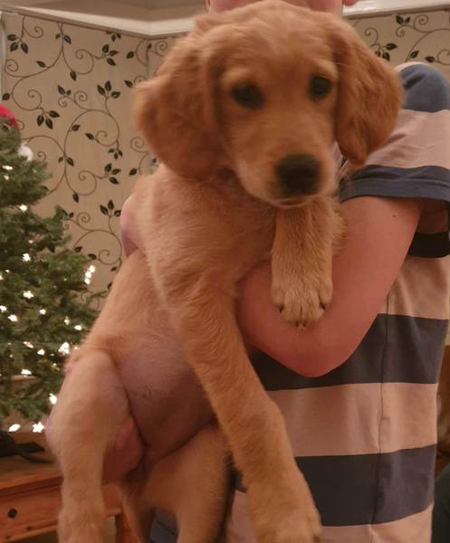 Another puppy biting thread SOS!