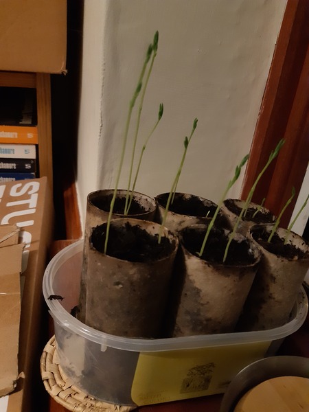 Seed planting