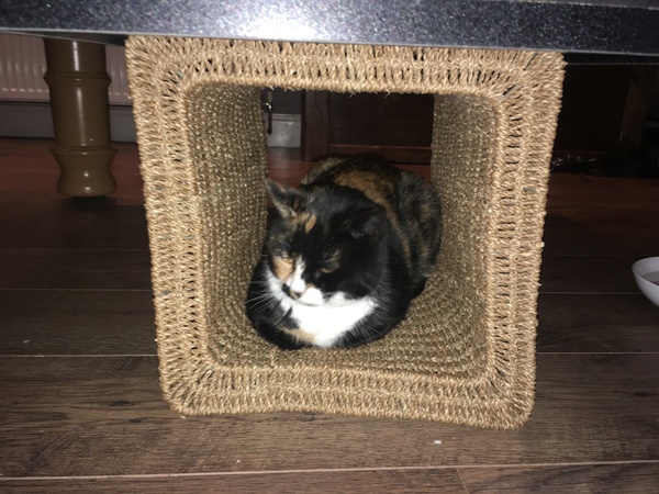 ‘Stray cat’ advice