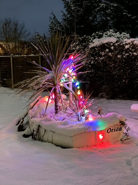 To still have my Christmas tree up?
