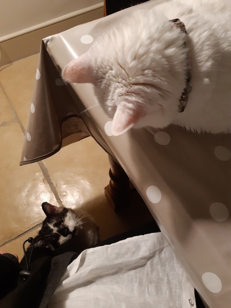 What's your DCat up to today? (Thread 8)