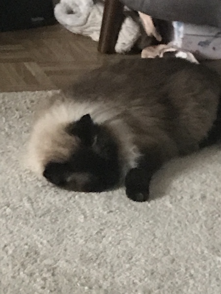 My cats are bone idle