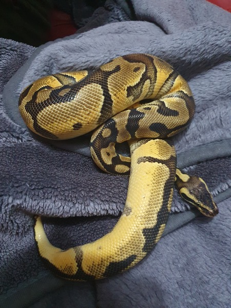 Royal Python has escaped!