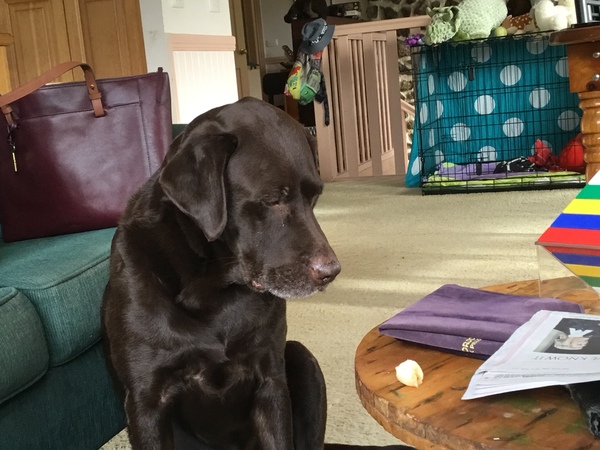 Labradors and their fascination with food