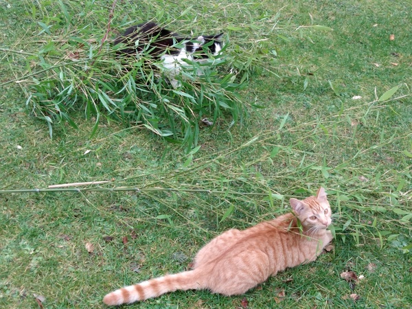 Cat chat thread we've lost count
