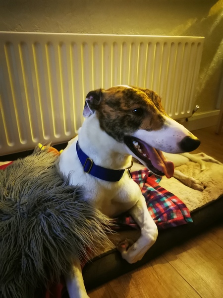 Greyhound newbie!