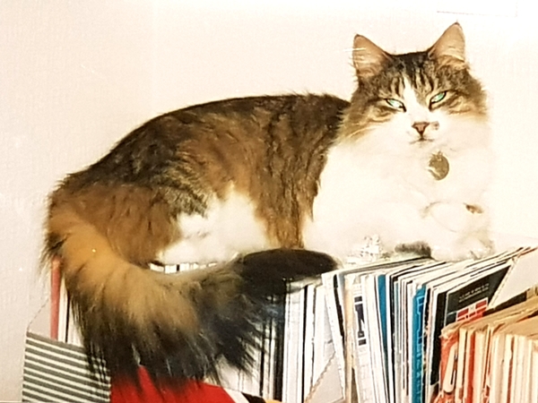 Cat chat thread we've lost count