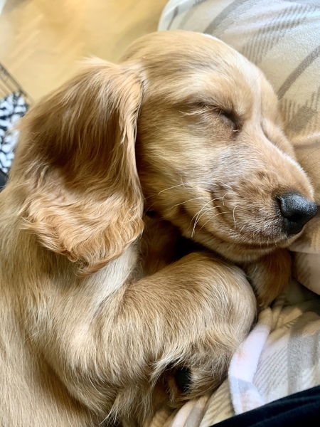 Puppy Survival Thread - January - February