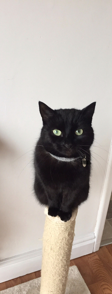 Gratuitous cat pictures please
