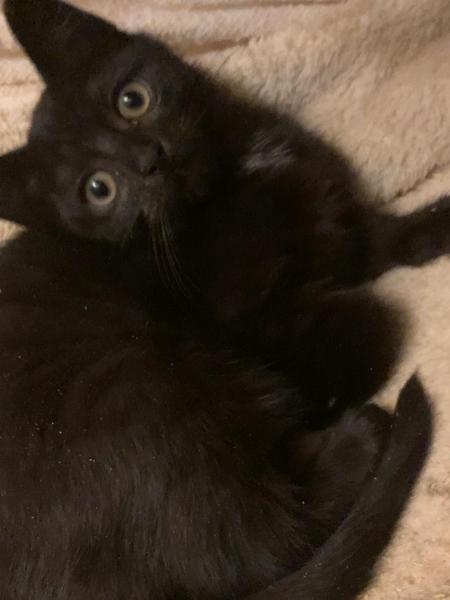 Getting stressed at work. Please send pictures of your dogs and kitties to cheer me up!