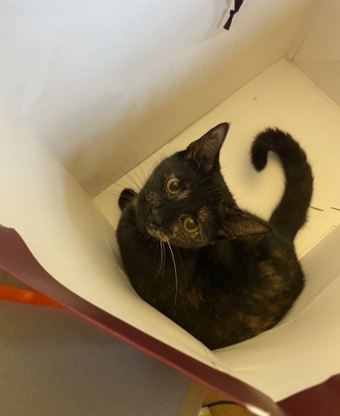 Gratuitous cat pictures please