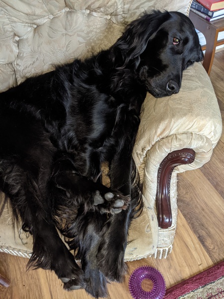 Labrador or golden retriever
