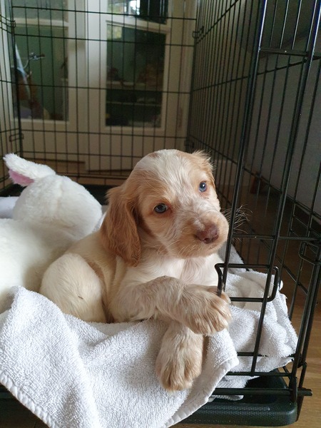 Puppy Survival Thread - December