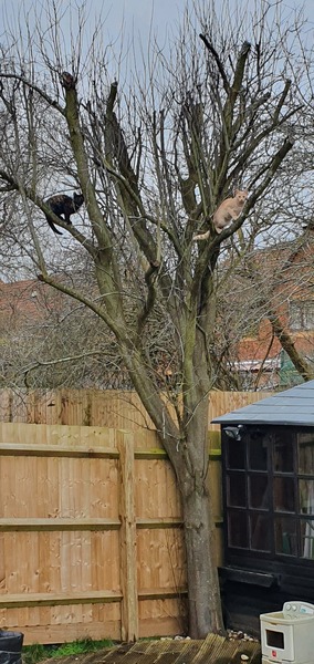 Outdoor cat trees.