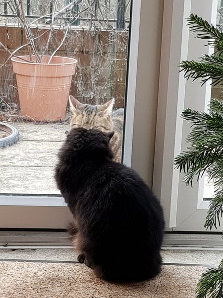 Thug cat part 3.  Unbidden guests are often welcomest when they are gone.