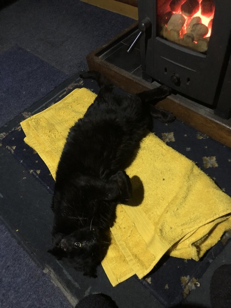Feral in from the cold.