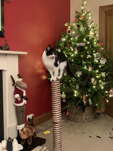 Cat coming home this week!