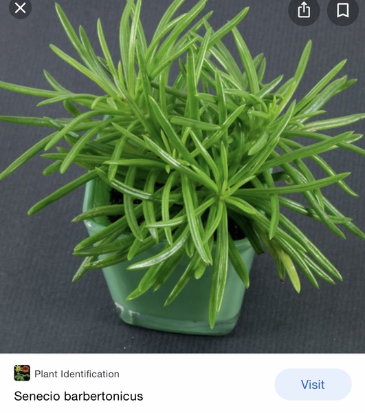 ID of houseplant needed please