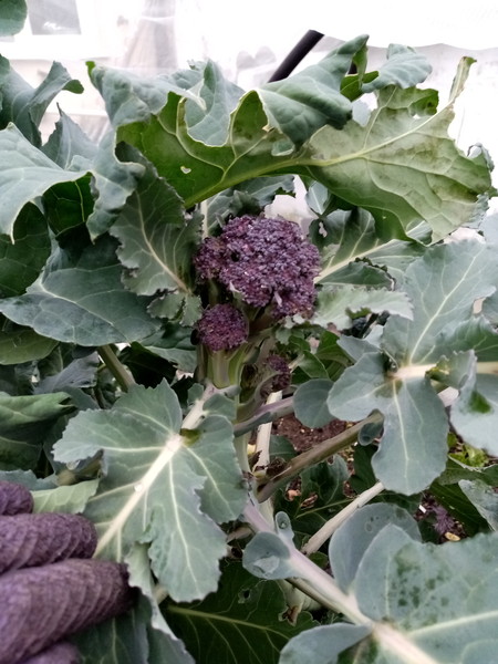 Gardening chat