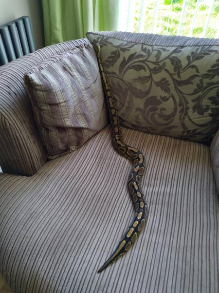 What's something normal in your home but probably weird in others homes?