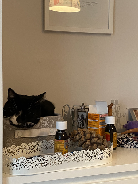 Anyone experience with FIV cats and kidney issues?