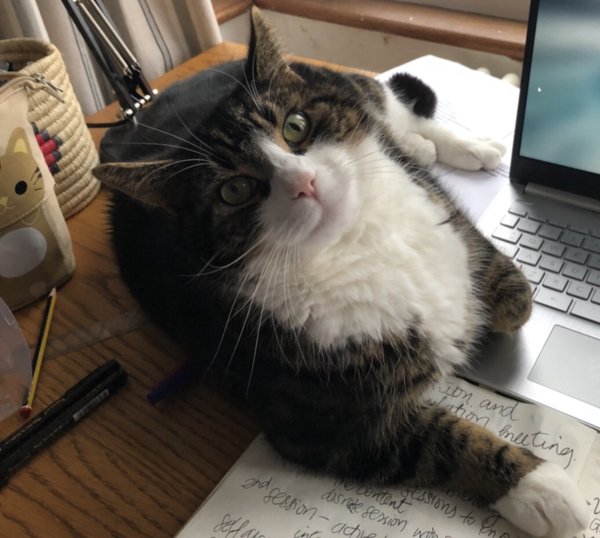 Gratuitous cat pictures please