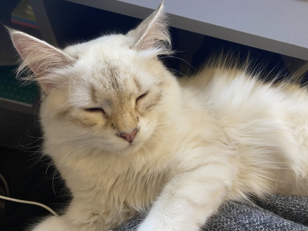 Gratuitous cat pictures please