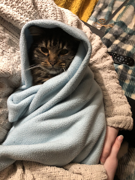 Cat chat thread we've lost count