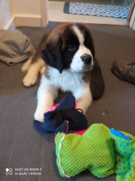 Puppy Survival Thread - December