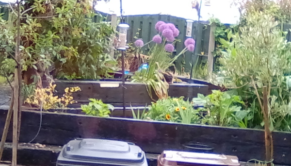 Sarah Raven catalogue has landed...