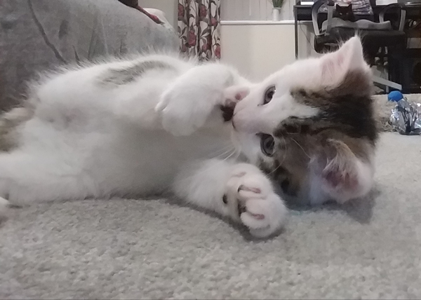 Introducing Henry