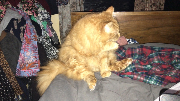 Cat chat thread we've lost count