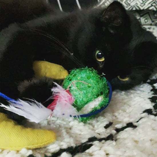 Gratuitous cat pictures please