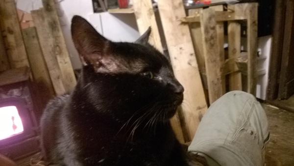 HELP!! Being held to ransom by a stray cat