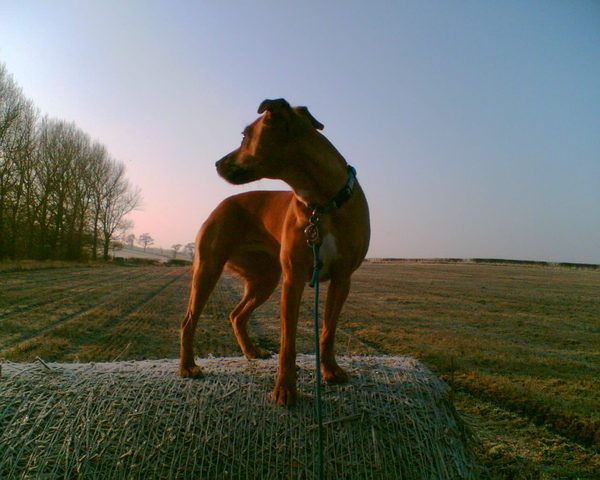 Dog PTS tonight - I am devastated