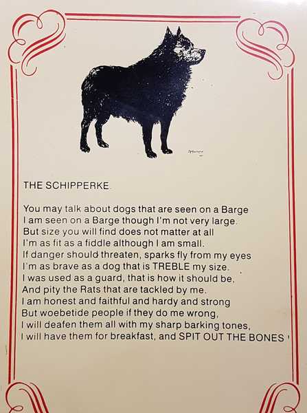 Schipperkes?