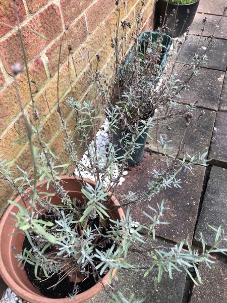 Can anyone help me with cutting back these plants?