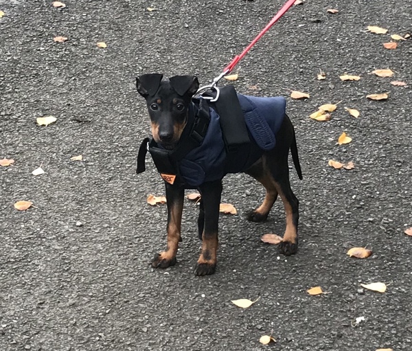 Does anyone own rare native breed dog?
