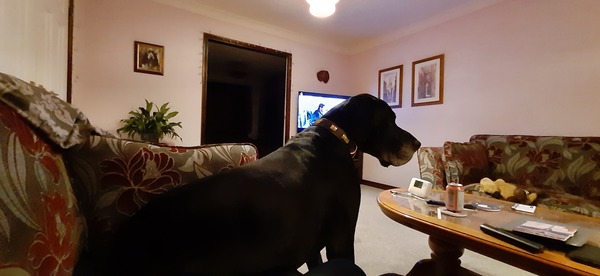 Dogs on the Sofa