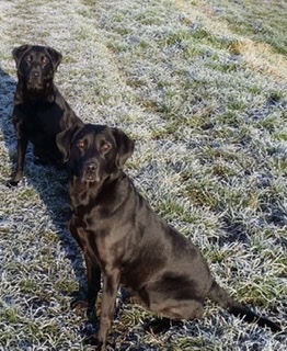 Labradors and their fascination with food