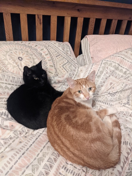 Resident cat showing aggression to a new kitten..