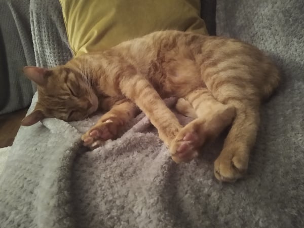 Night time behaviour, at our wits' end!!