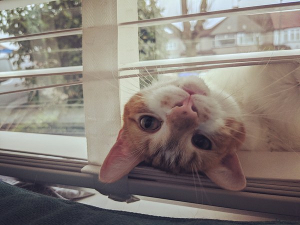 Anyone elses cat give them absolutely sod all?